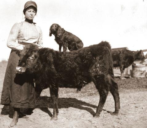 The Beers Sisters Bessie, age 21, displaying Beers sisters affectionate animal husbandry. (ca. 1904) See story on page 19.