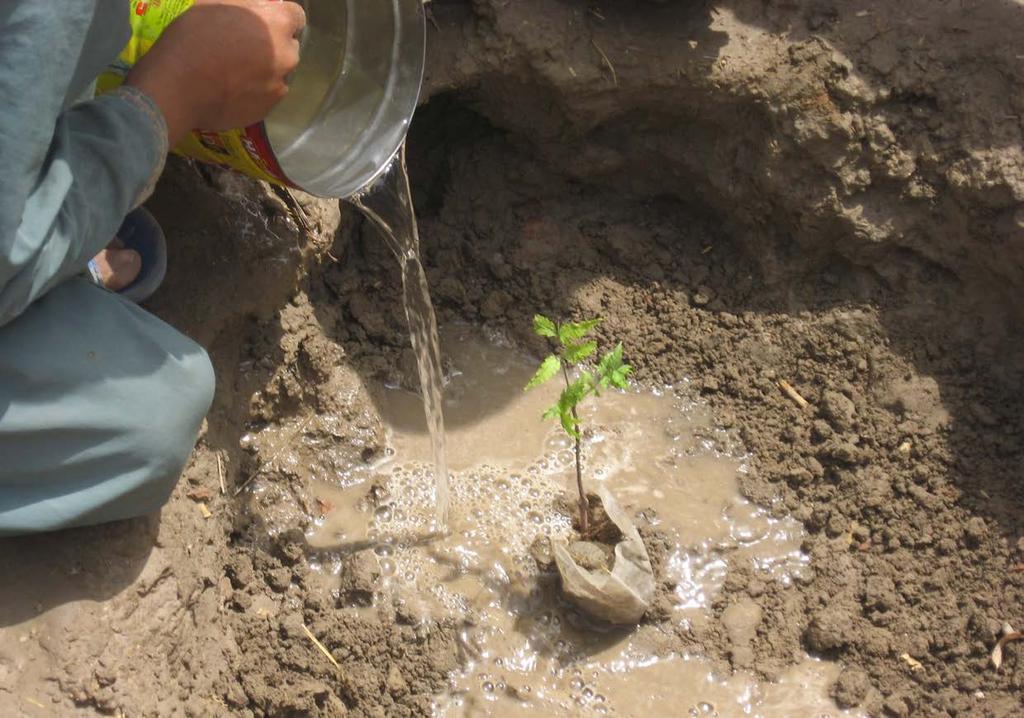 One Million Trees Caring for Tomorrow s Environment Today Since the inception of the One Million Trees Project in 2008, Hidaya Foundation has planted over 400,000 seedlings throughout the world.