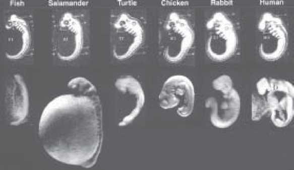 Above, top row: Haeckel s drawings of several different embryos, showing incredible similarity in their early tailbud stage.