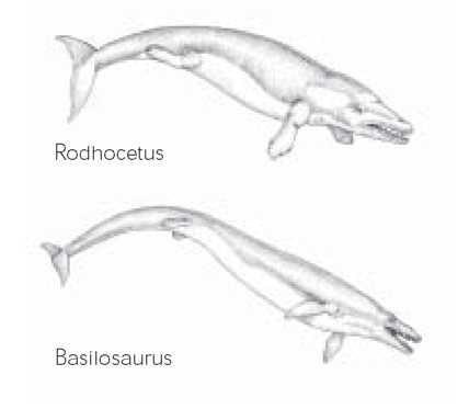 The PBS program claims that there is a series including Ambulocetus, Rhodocetus, etc.