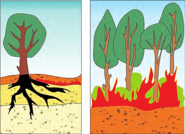 b) zjarr sipërfaqësor Zjarr sipërfaqësor do të thotë zjarr në të cilin djegia aktive zhvillohet në sipërfaqe të tokës përkatësisht digjet bimësi pranë tokës, në sipërfaqe (bar, filiza, shkurre, etj.