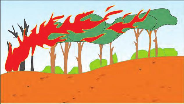 Figura 6: Zjarr total ose i kombinuar d) Zjarri total ose i kombinuar Zjarret në të cilën në të njëjtën kohë digjet edhe materiali djegës sipërfaqësor dhe kuronat e drunjve (zjarr sipërfaqësor dhe