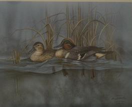 mallard ducks poster 600