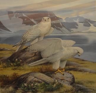 North Wind-Snowy Owl 338 950