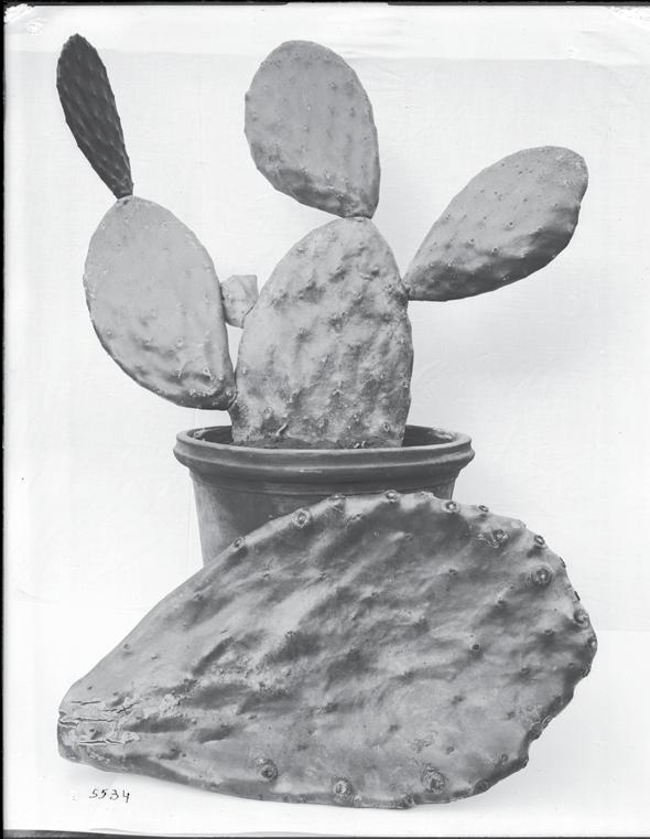Burbank promoted the advantages of his thornless Opuntia represented by this specimen (right) to food producers throughout the country and worldwide as fodder for animals,