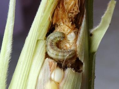 "If it's a mild winter, more of the larva and the adult ticks are able to survive through the winter, which just translate to a large population in the spring, said Fredericks.