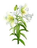 Page 8 Order Form for Easter Lilies, Tulips & Daffodils Your Name: Your phone # # of Lilies # of Daffodils # of Tulips Amount: I
