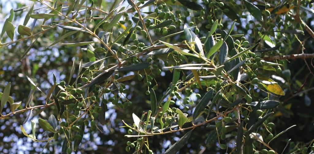 Looduslik ravi piirkonnas. Erinevad epidemioloogilised uuringud on näidanud, et regulaarne oliiviõli manustamine erinevatele vähihaigustele soodustab nende taandarengut.