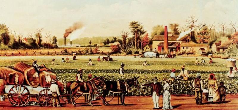 century Americans Cotton were production directly entrenched the involved South s in agriculture
