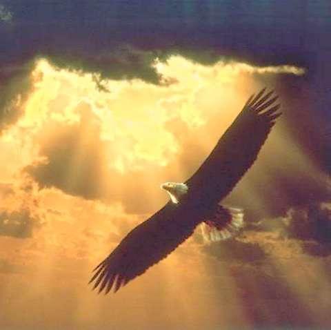 On the Wings of an Eagle And to the woman were given two wings of a great eagle, that she might fly into the wilderness, into her place, where she is nourished for a time, and times, and half a time,