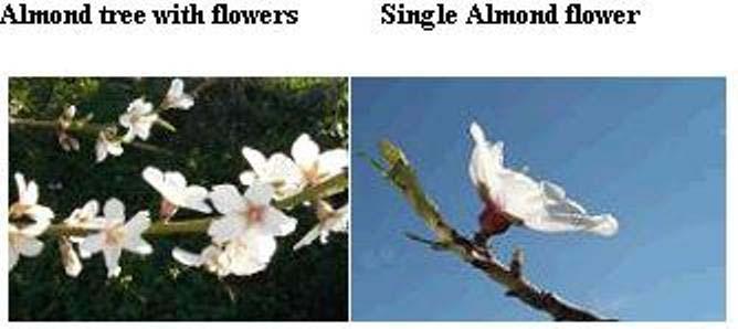 The flowers of the almond tree develop in the early spring and are known to be one of the first trees to blossom. Among the Hebrews it was a symbol of watchfulness due to its early flowering.