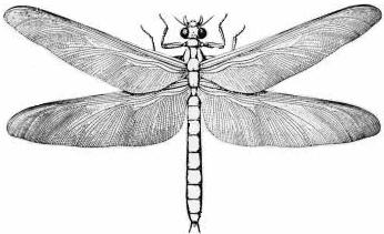 Dragonflies -
