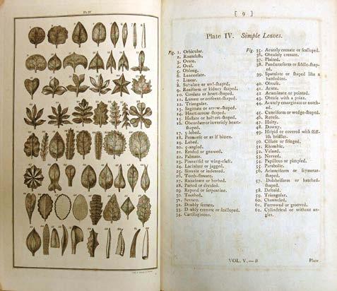 among Linnaeus s most lasting gifts to science and part of what helped to rescue natural history from disarray.