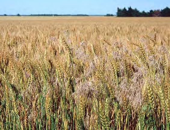 sixteenth Sunday in Ordinary Time July 23, 2017 The Parable of the Weeds and the Wheat Let them grow