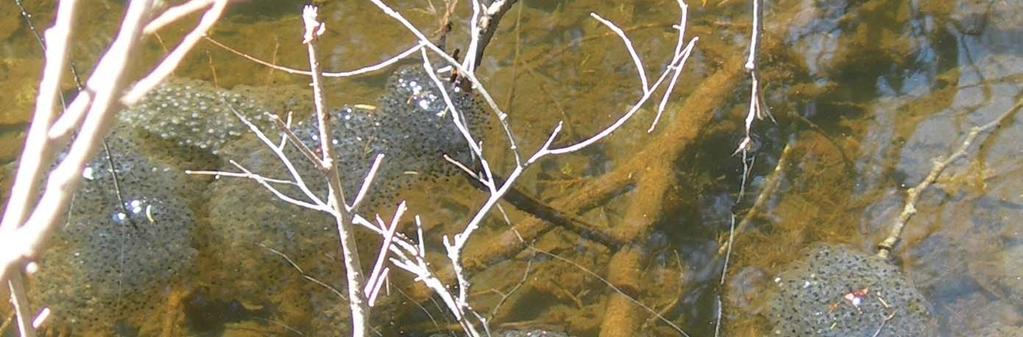 These are wood frog egg