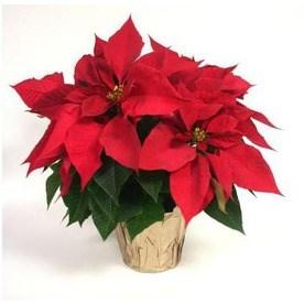 In this legend, the poinsettia was born and became known as the flower of Christmas Eve.