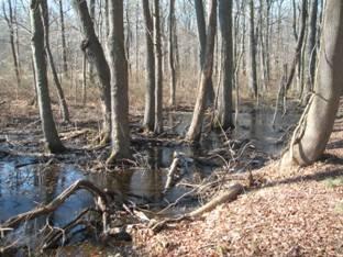 Name: Landscape of Blackbird State Forest Segment: 2 Site Type: Evocative Landscape The proposed Harriet Tubman Underground Railroad Byway tells the story of this important period in history not only