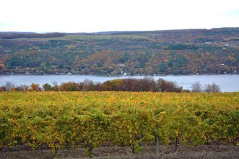 in viticulture, moved upstate to take a position at Cornell University s