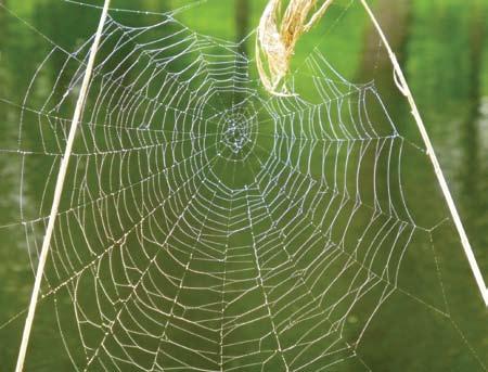Chapter 8 257 CONDITIONAL RELATIONSHIPS Droplets of crystal clear dew glimmer and illuminate a spider s finely woven web which would otherwise be invisible and so captures