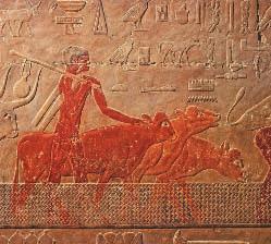 The Mesopotamians created irrigation and flood control systems. Egyptian farmers drive cattle across a river.