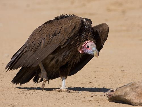 Unclean Birds Examples: Eagles, ospreys, hawks, vultures, kites, pelicans, bats, etc.