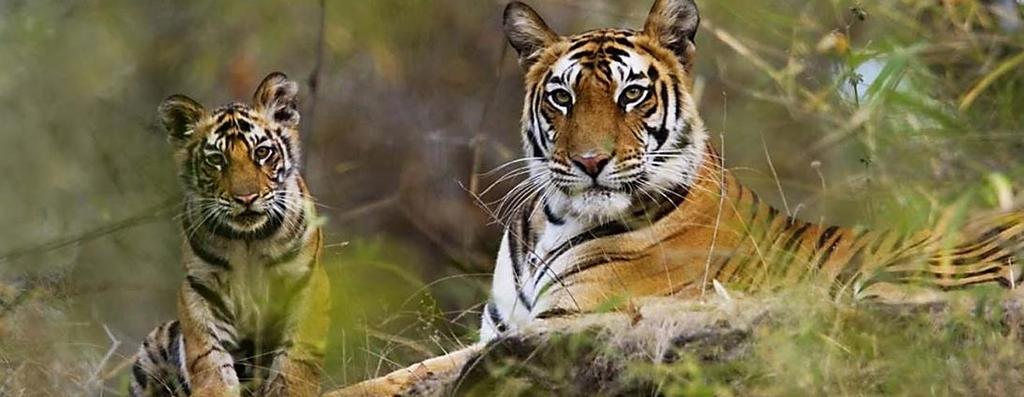 FEBRUARY 19 TH and FEBRUARY 20 TH RETURN TO DELHI / TRANSFER TO CORBETT NATIONAL WILDLIFE PARK After taking the overnight train to the Kathgodam Station, the local guide will meet you for the drive
