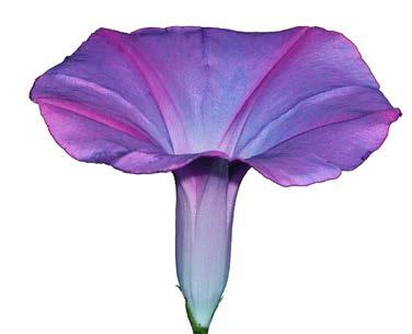 MORNING GLORY Ipomoea indica KEYWORDS Negative: speaking one s trut, timidity and syness, difficulty in confronting oters, for outsining oters, creative blocks, and dominating parents.