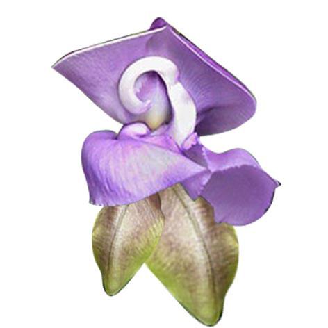 SNAIL VINE Cocliasantus caracalla KEYWORDS Negative: infertility, frustration wit IVF, frigidity and impotence, confusion over sexual preference, sexual timidity.
