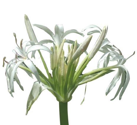 SWAMP LILY Crinum pendunculatum KEYWORDS Negative: tiredness and exaustion, weiged down by responsibility, wants to escape, feels like a servant, dried up and depressed.