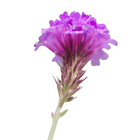 VERBENA Verbena rigida KEYWORDS Negative: despondency, syness in connecting wit oters, loner attitude, exausted carer, loneliness in te aged and superwomen mentality.