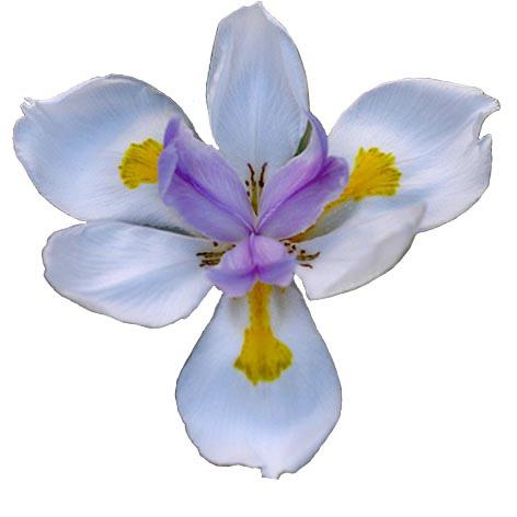 WILD IRIS Dietes iridioides KEYWORDS Negative: fear of cildbirt, denial of te feminine, fear of infertility, for corporate women, for feeling unbalanced and for lack of confidence as a woman.