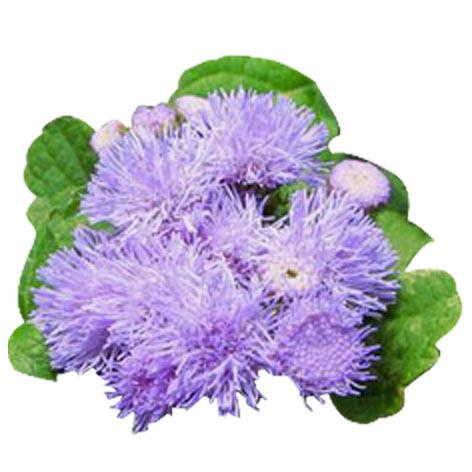 60 Spirit of Woman by Annie Meredit BLUE MINK Ageratum oustonianum KEYWORDS Negative: stress, feeling pressured or treatened, aversion to touc, pain from a past relationsip, all skin diseases.