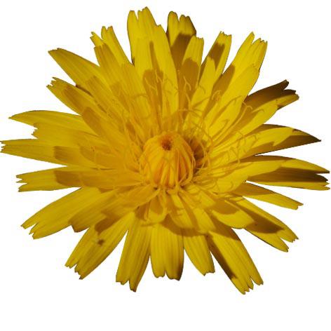 DANDELION Taraxacum officinale KEYWORDS Negative: overwelm, dissociated states, racing tougts, scattered and unfocused, mind won t sut down, tired.