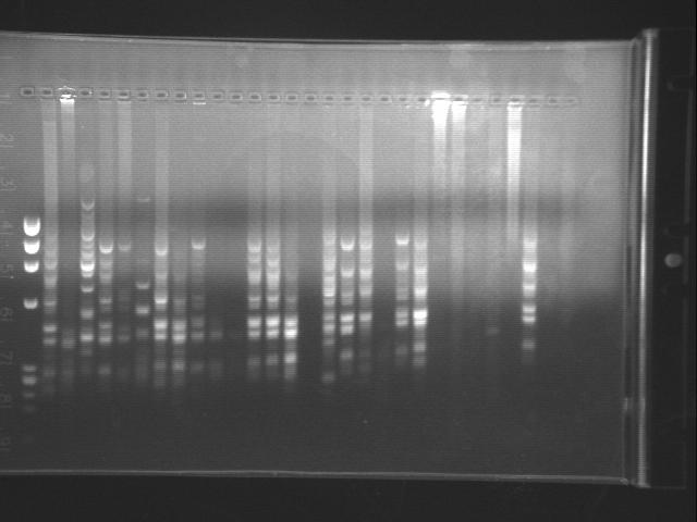4.2 תוצאות ניסויים גנטיים הניסויים הגנטיים בשיטת RAP