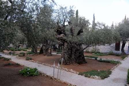 what was known as the flower garden: an uncultivated area surrounded by a wall, where eight olive-trees were growing which local tradition claimed to date back to the time of Christ.