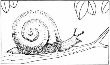 A snail has only one foot, but manages to get where it is going, though slowly. Its eyes are on two stems. The snail can pull its eyes down the stems or tubes into its head.