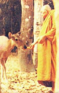 Part I We have to talk about the Dhamma like this, using similes, because the Dhamma has no form.