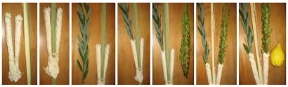 3. Hadas (sd:h]), three myrtle branches [ boughs of leafy trees ]. The leaves of the hadas grow in tiers of three leaves each. You will need three hadasim to create the lulav bundle.