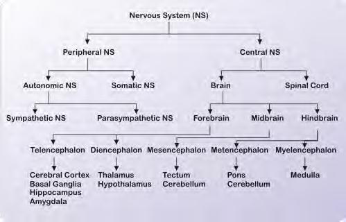 The Intricate and Intuitive Role of the Nervous System The Central Nervous System (CNS), the brain and spinal cord, and the Peripheral Nervous Systems (PNS), work together as the PNS carries