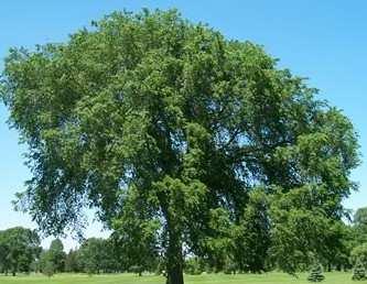 This column will feature some among them from time to time. Ulmus americana, generally known as the American elm is native to eastern North America.