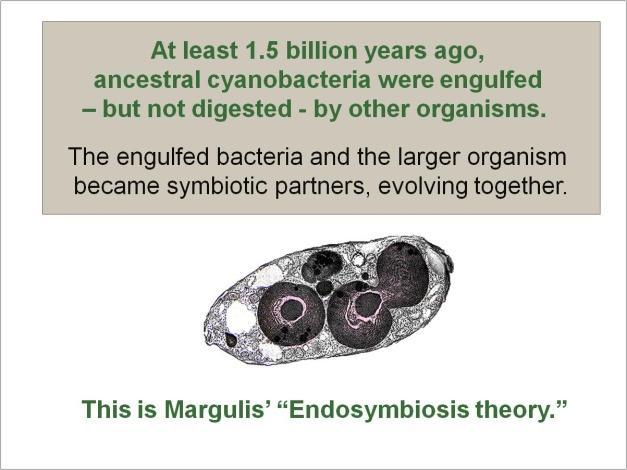 The building blocks of all life and evolution are microorganisms that Darwin could not see.
