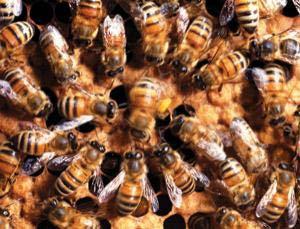 If a worker bees stings, it is to protect the hive.. because she will die within the day. Bees communicate with each other in a very sophisticated way about where the sources of nectar are.