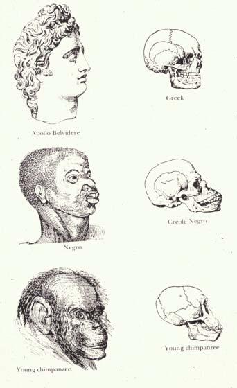 Top to bottom; White European, Black African, African Ape Some scientist point to the fact that some African sculls resemble to a degree the appearance of