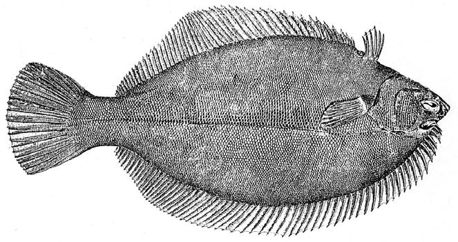 86 THE WINELAND MILLENNIUM The winter flounder is a flatfish which is found on the coast of North America from Georgia to Labrador.