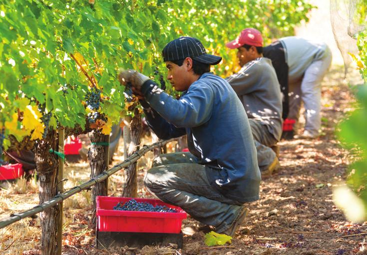 The Parable of the Labourers in the Vineyard "These last worked only one hour, and you have made them equal to us who have borne the burden of the day and the scorching heat.