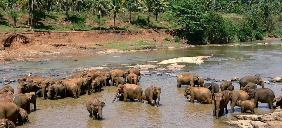 Day 6 Kandy Pinnawela - Colombo: About 6 Hours Drive Chaaya Wild Today you will be returning to the coast and why not drop by the Pinnawela Elephant Orphanage on your way.