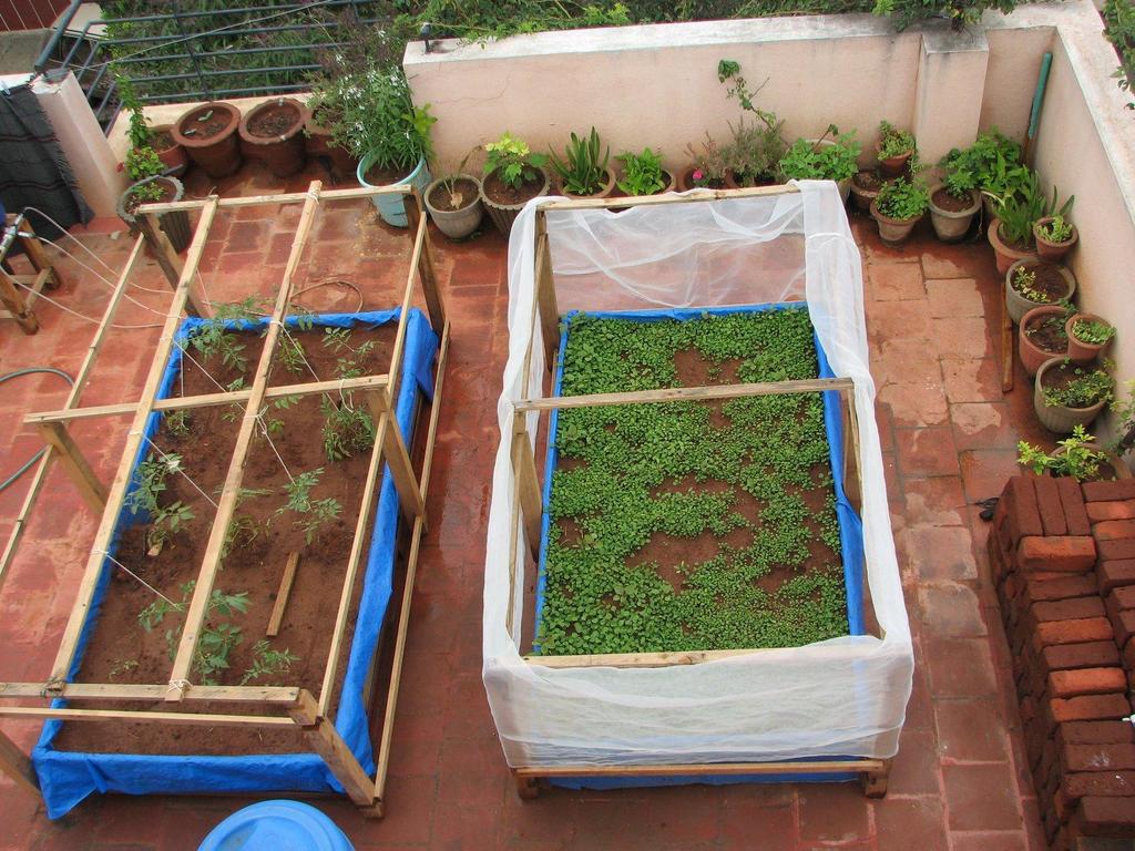 Terrace Gardening City Grihastha devotees should plan to do terrace gardening so that in