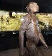 But What About The Pictures Of Prehistoric Ape-Men In Text Books?