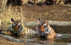 uttarakhand Delhi-Corbett National Park-Nainital-Delhi Duration of Tour: 5 Days / 4 Nights D a y 01 : Proceed to Corbett National Park (300 kms / 7 hrs). Arrive and proceed to the Hotel.