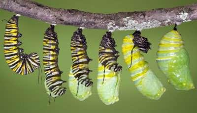 1. We begin as the ordinary caterpillar. Slow, sluggish, and quite limited in our ability to get around and see things. However, the caterpillar is very good at eating leaves. 2.